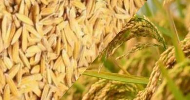 धान गेहूं